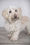 Coton de Tulear