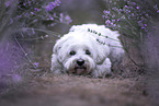 Coton de Tulear