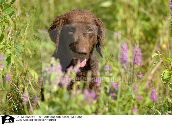 Curly Coated Retriever Portrait / MR-02864