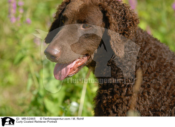 Curly Coated Retriever Portrait / MR-02865