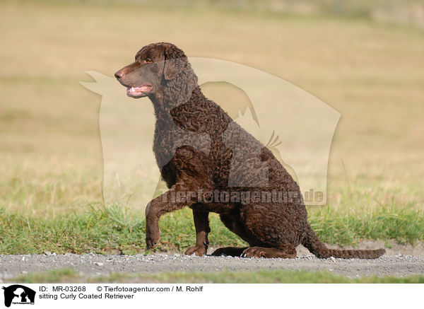 sitzender Curly Coated Retriever / sitting Curly Coated Retriever / MR-03268