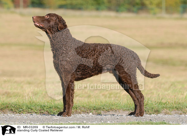 standing Curly Coated Retriever / MR-03269