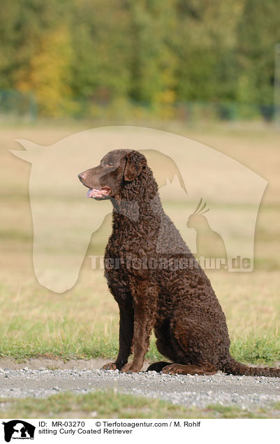 sitting Curly Coated Retriever / MR-03270