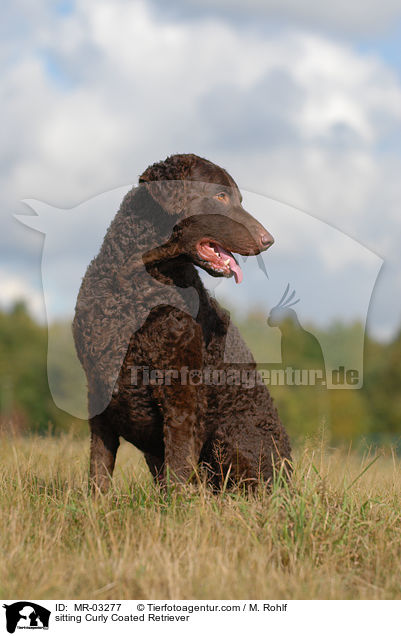 sitzender Curly Coated Retriever / sitting Curly Coated Retriever / MR-03277