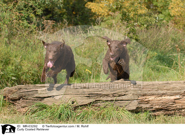 Curly Coated Retriever / Curly Coated Retriever / MR-03292