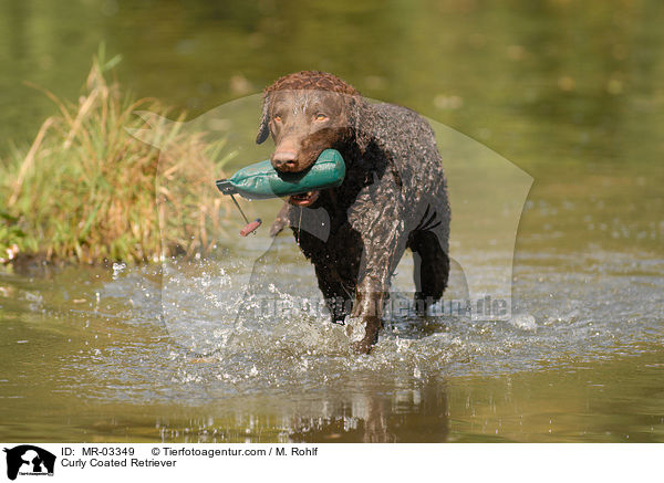 Curly Coated Retriever / Curly Coated Retriever / MR-03349
