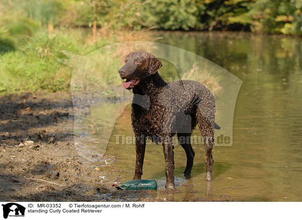 standing Curly Coated Retriever / MR-03352