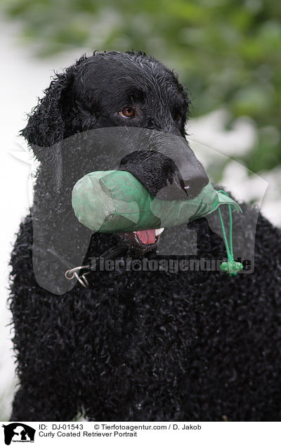 Curly Coated Retriever Portrait / DJ-01543