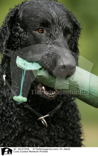 Curly Coated Retriever Portrait / Curly Coated Retriever Portrait / DJ-01549