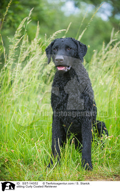 sitting Curly Coated Retriever / SST-14052