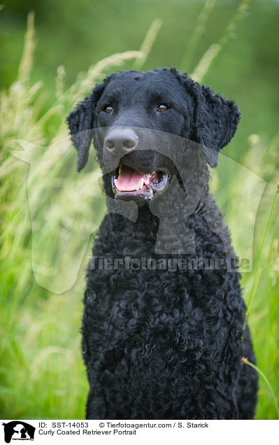 Curly Coated Retriever Portrait / SST-14053