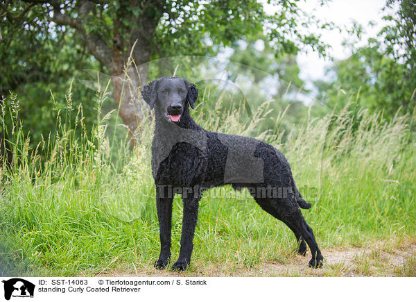 stehender Curly Coated Retriever / standing Curly Coated Retriever / SST-14063