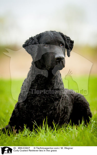 Curly Coated Retriever liegt im Gras / Curly Coated Retriever lies in the grass / MW-03947