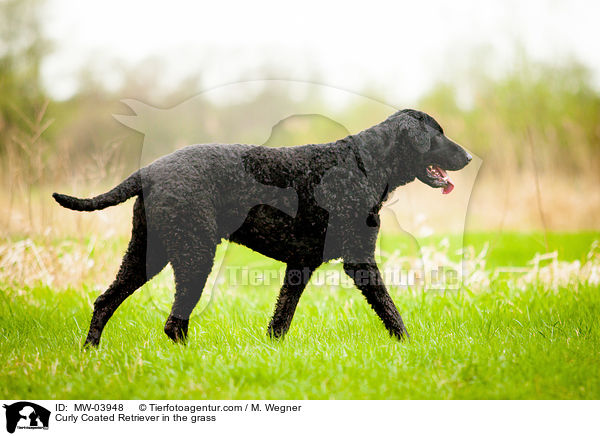 Curly Coated Retriever in the grass / MW-03948