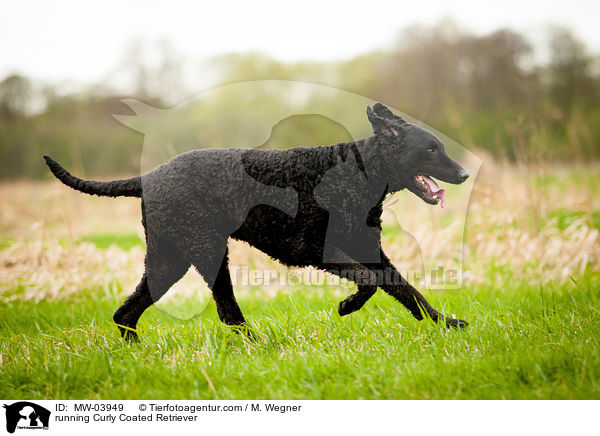 rennender Curly Coated Retriever / running Curly Coated Retriever / MW-03949