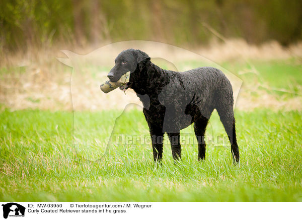 Curly Coated Retriever steht im Gras / Curly Coated Retriever stands int he grass / MW-03950