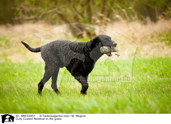 Curly Coated Retriever in the grass / MW-03951