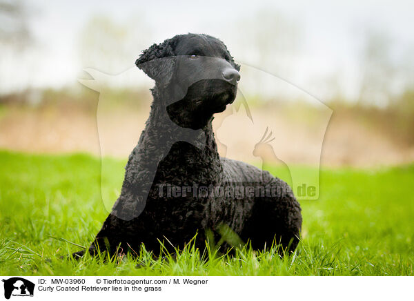 Curly Coated Retriever lies in the grass / MW-03960