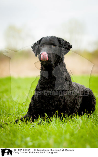 Curly Coated Retriever lies in the grass / MW-03961