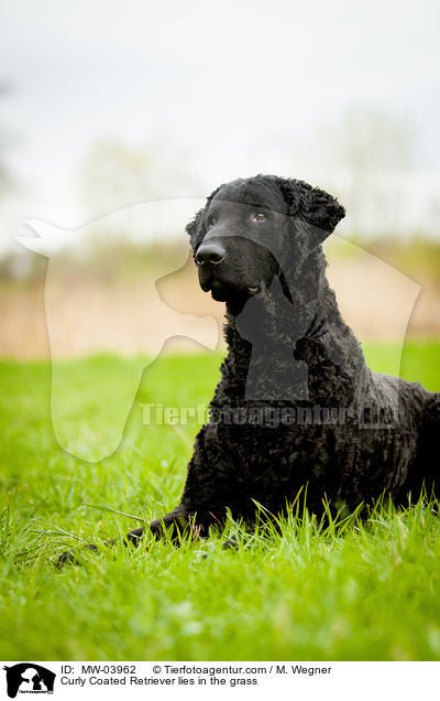 Curly Coated Retriever liegt im Gras / Curly Coated Retriever lies in the grass / MW-03962