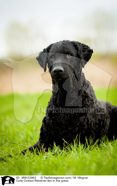 Curly Coated Retriever lies in the grass / MW-03963