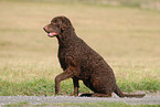 sitting Curly Coated Retriever