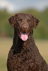 Curly Coated Retriever Portrait