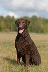 sitting Curly Coated Retriever