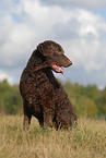 sitting Curly Coated Retriever