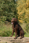 Curly Coated Retriever