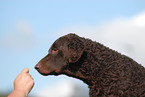 Curly Coated Retriever Portrait