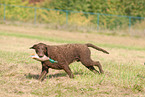 running Curly Coated Retriever