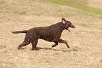 running Curly Coated Retriever