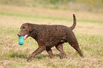 Curly Coated Retriever