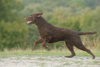 running Curly Coated Retriever