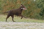 running Curly Coated Retriever