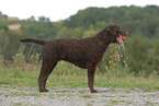 standing Curly Coated Retriever