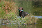 running Curly Coated Retriever