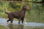 standing Curly Coated Retriever