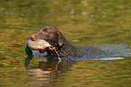 Curly Coated Retriever