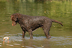 standing Curly Coated Retriever