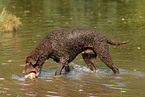 Curly Coated Retriever