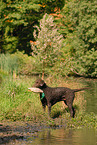 standing Curly Coated Retriever