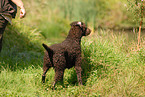 standing Curly Coated Retriever