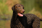 Curly Coated Retriever Portrait