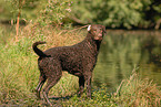 standing Curly Coated Retriever