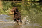 running Curly Coated Retriever