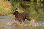 running Curly Coated Retriever