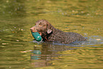 Curly Coated Retriever