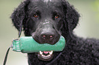 Curly Coated Retriever Portrait